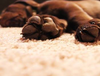 carpet-one-floor-home-testimonials-dog-carpet